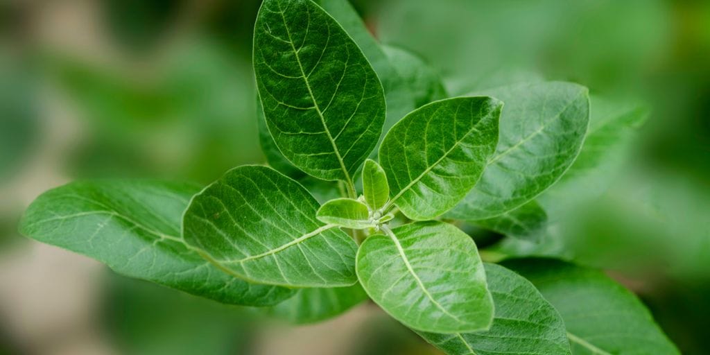 The Benefits of Ashwagandha: Ancient Remedy in Modern Science