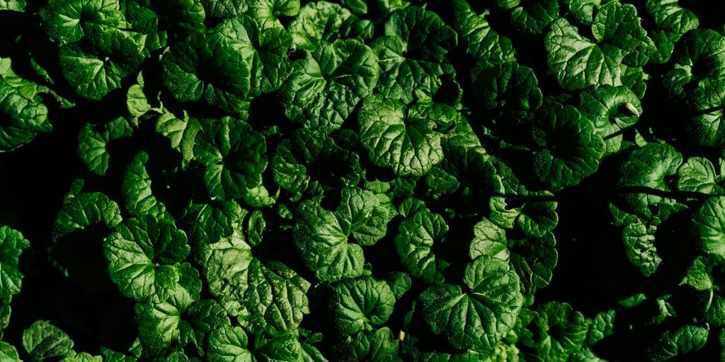 Understanding Fasting and Autophagy: Keys to Cellular Longevity